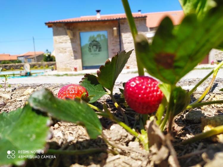 Casa D'Augusta - Agroturismo Miranda do Douro Exterior foto